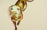 pitbull